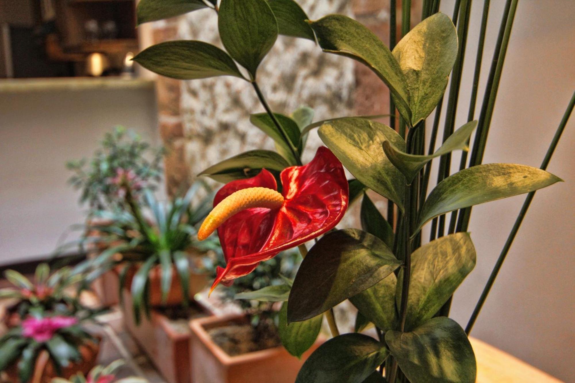 Casa Del Reloj Aparthotel Medellín Rom bilde
